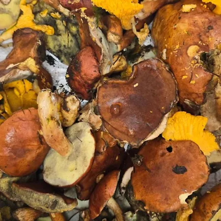 Haus Panorama Mit Alpenblick Сasa de vacaciones Kleines Wiesental