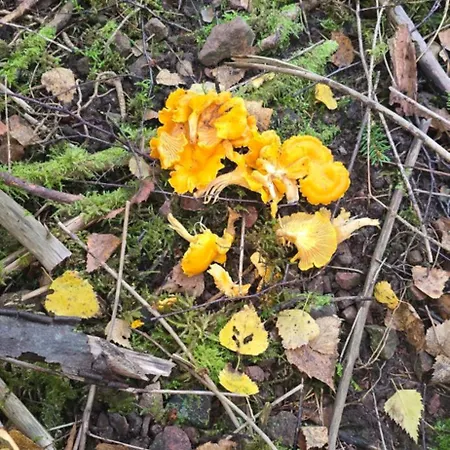 Haus Panorama Mit Alpenblick Сasa de vacaciones Kleines Wiesental